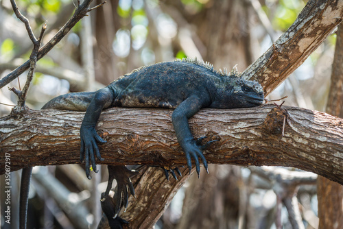 Marine iguana sleeping on mangrove tree branch