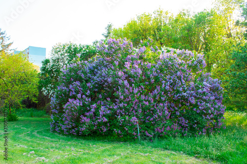 Blossom lilac flowers in spring. Spring blooming lilac tree flowers. 