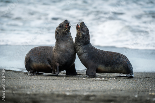 Two Antarctic fur seals playing on beach