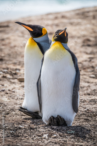 Two king penguins side-by-side on shingle beach