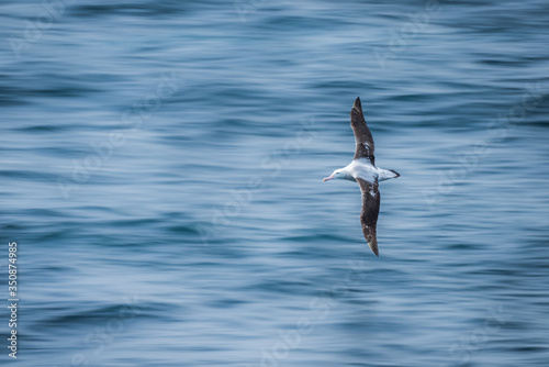 Wandering albatross gliding over calm blue sea