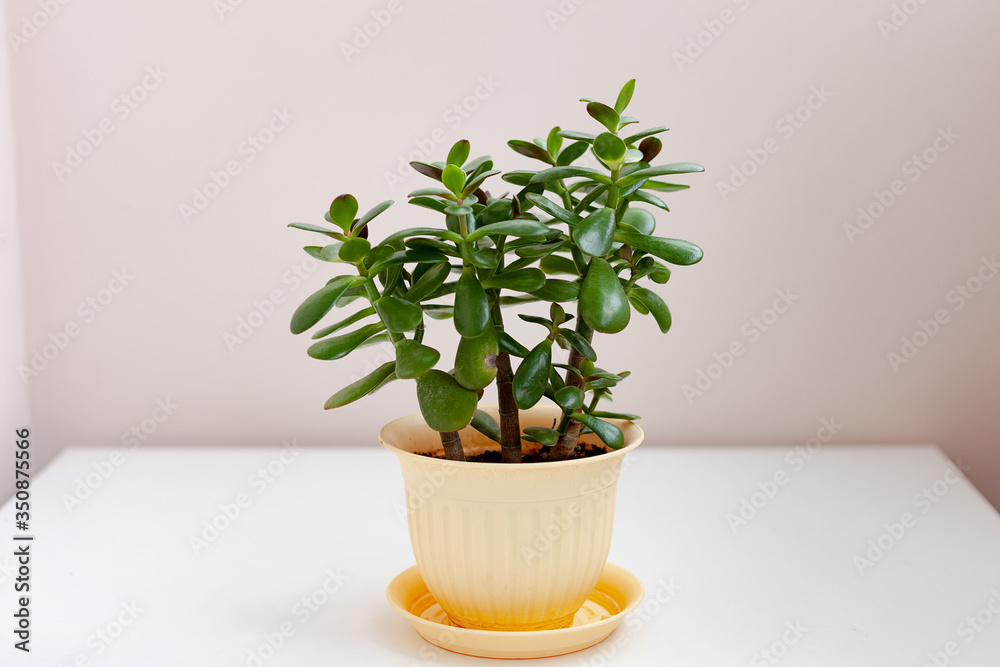 Fototapeta premium Home plant in a light pot is on the table.Crassula grows at home