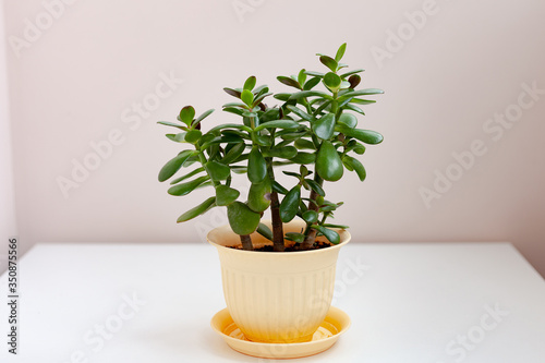 Home plant in a light pot is on the table.Crassula grows at home