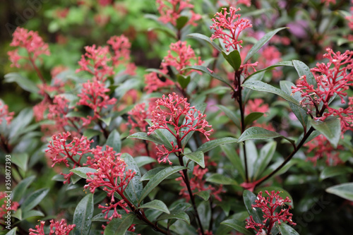 Skimmia japonica, outdoor plants 2020
