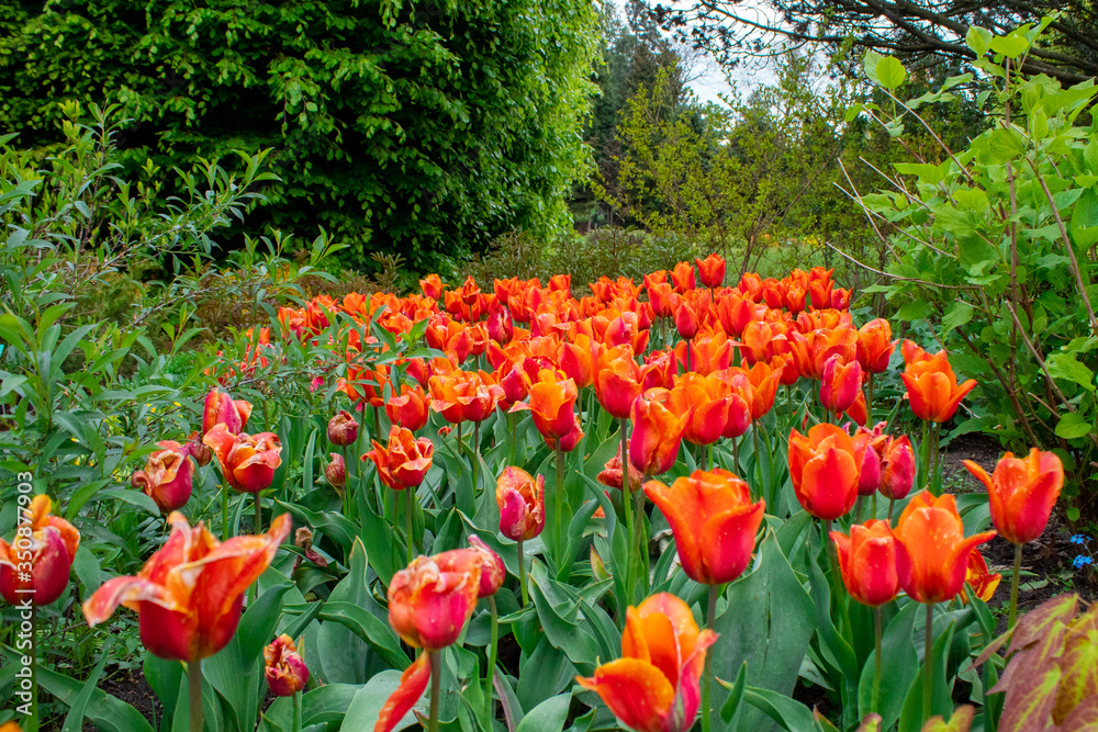 Blooming spring tulips close-up. Wall mural from flowers of tulips. The Botanical Garden in Lodz.
