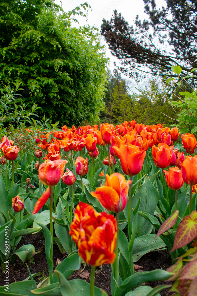 Blooming spring tulips close-up. Wall mural from flowers of tulips. The Botanical Garden in Lodz.