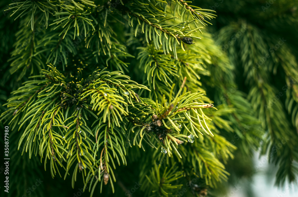 Fototapeta premium green pine needles