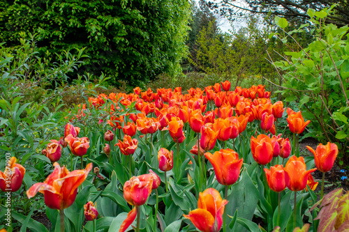 Obraz na płótnie Blooming spring tulips close-up. Wall mural from flowers of tulips. The Botanical Garden in Lodz. w salonie