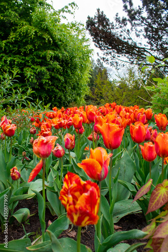 Obraz na płótnie Blooming spring tulips close-up. Wall mural from flowers of tulips. The Botanical Garden in Lodz. w salonie