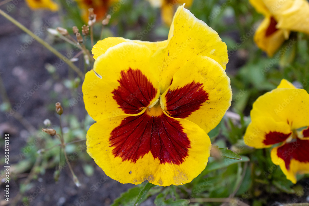 Multi-colored Flower Pansies closeup. Flowers wallpaper