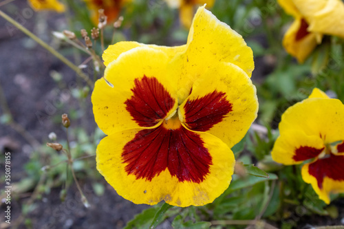 Obraz na płótnie Multi-colored Flower Pansies closeup. Flowers wallpaper w salonie