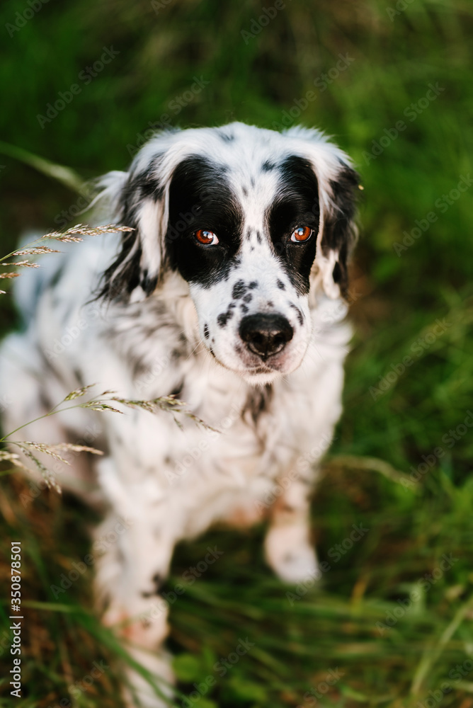 cute and tender portrait from above of purebred english setter dog sitting on the grass and looking at camera. international dog day concept.