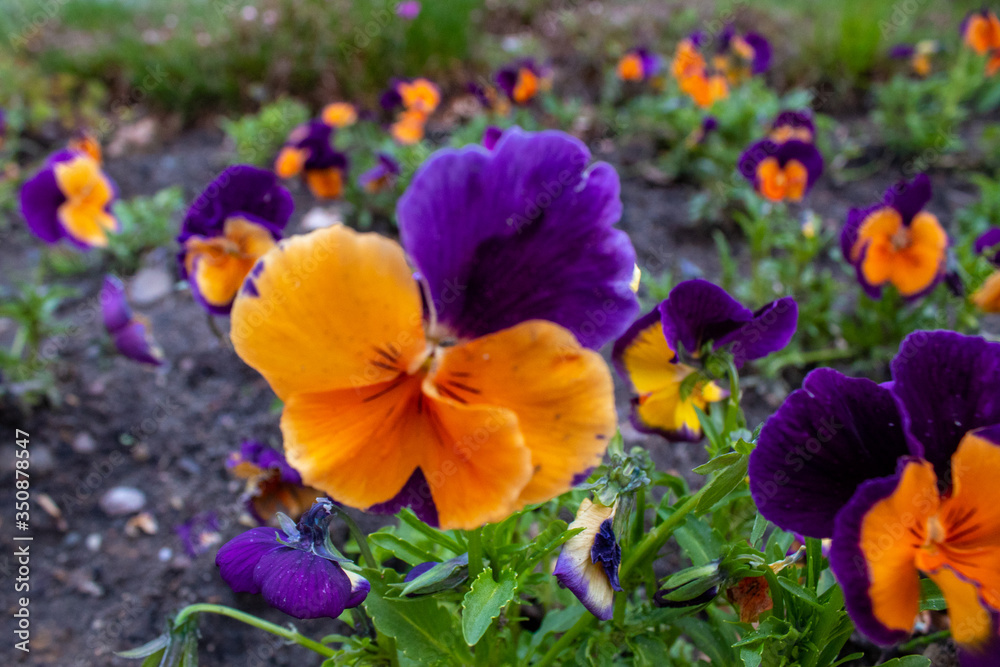 Multi-colored Flower Pansies closeup. Flowers wallpaper