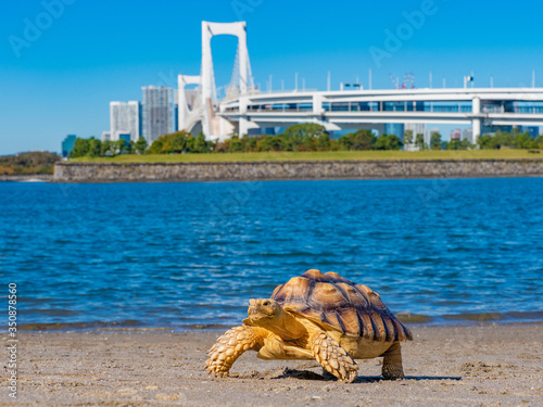 Canvas Print Japan