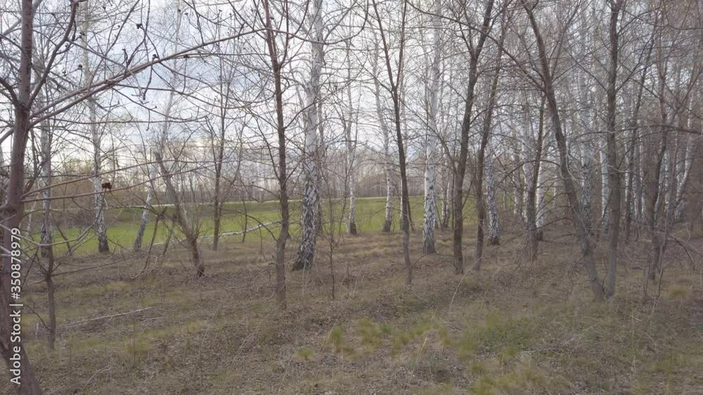 Birch trees in the forest with young leaves in early spring Birch trees in the forest with young leaves in early spring