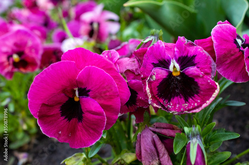 Obraz na płótnie Multi-colored Flower Pansies closeup. Flowers wallpaper w salonie
