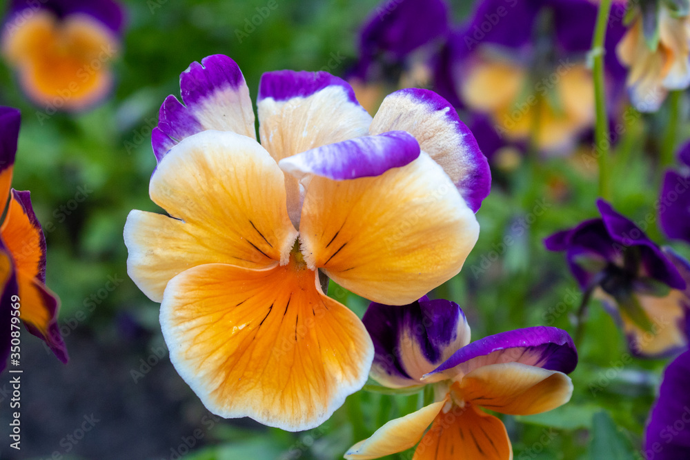 Multi-colored Flower Pansies closeup. Flowers wallpaper