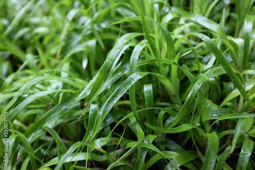 Luzula sylvatica  Marginata  -  Huds.  Gaud.  outdoor plants 2020