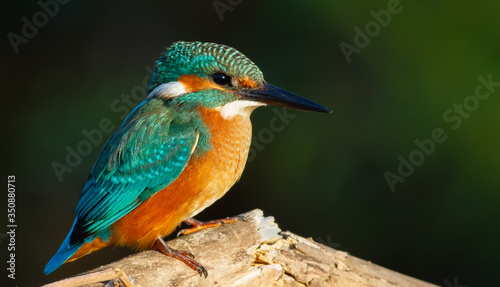 Common kingfisher, Alcedo atthis. In the early morning, a young bird sits on a beautiful branch above the river waiting for fish © Юрій Балагула
