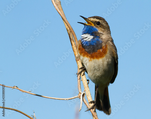 Bluethroat, Luscinia svecica, Cyanecula svecica. Early in the morning the male bird sits on a stalk of a plant and sings. © Юрій Балагула