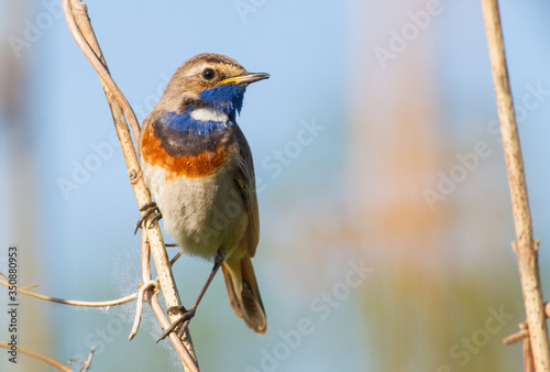 Photography Bluethroat, Luscinia svecica, Cyanecula svecica