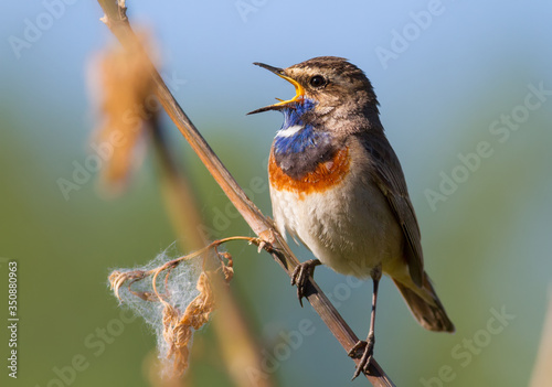 Canvas Print Bluethroat, Luscinia svecica, Cyanecula svecica