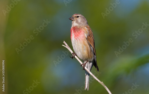 Common linnet, Linaria cannabina. In the early morning, the male sits on a branch, the sun beautifully illuminates the model