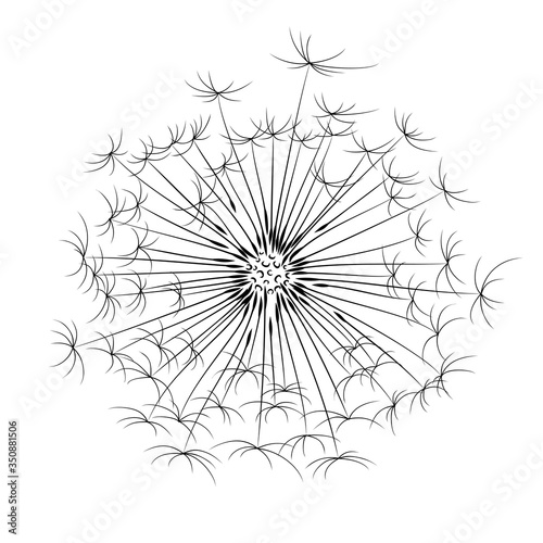 A flower of a field dandelion with seeds.