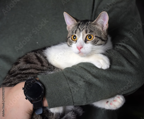 young tabby with a white cat in the arms photo