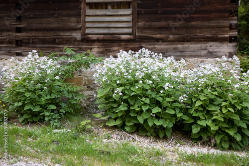 Foto Ausdauerndes Silberblatt (Lunaria rediviva) in voller Blüte