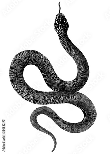 Black snake drawing on white background 