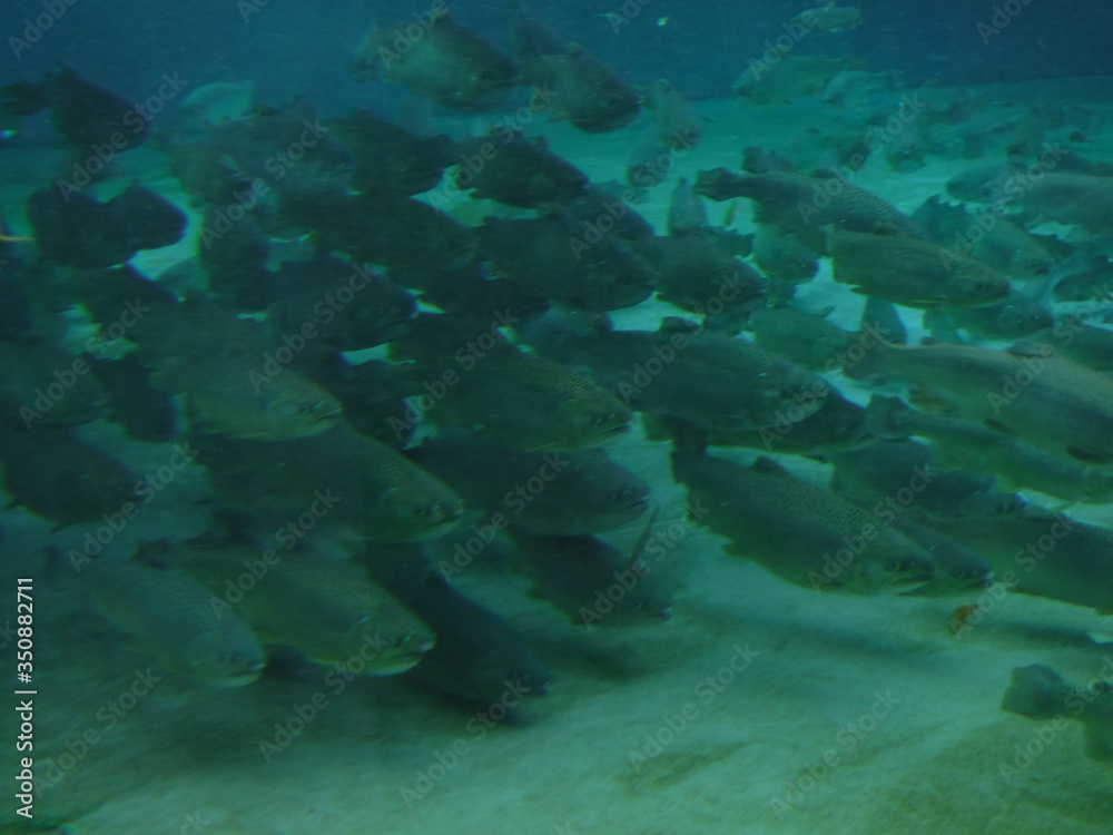 Fototapeta premium 養殖ニジマス 海で畜養にしてご当地サーモンとして販売