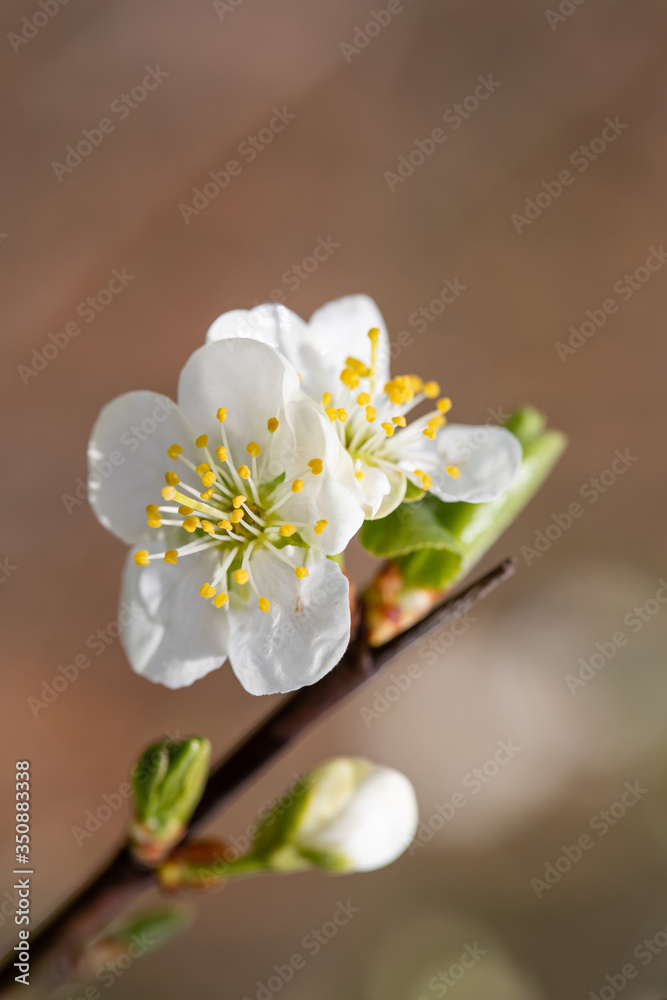 Plum (Prunus) flowers in the spring orchard