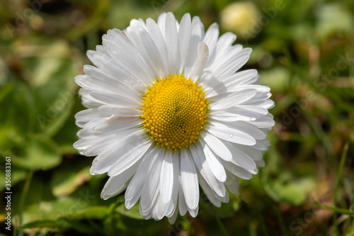 English Daisy  Bellis perennis  in the spring meadow