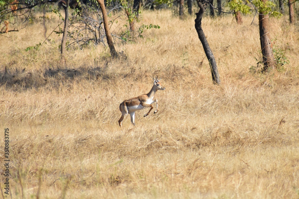 deer about to jump in wild deer about to jump in wild