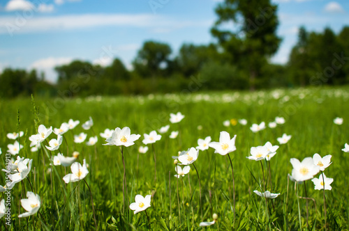 Fototapeta Naklejka Na Ścianę i Meble -  white wildflowers on blurred background