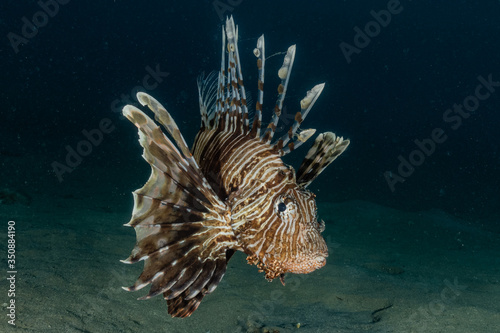 Lion fish in the Red Sea colorful fish  Eilat Israel 