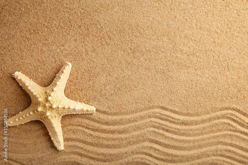 Starfish on the sand, summertime. Top view
