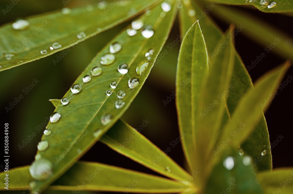 Abstraction growing green leaves on a light background outdoors Abstraction growing green leaves on a light background outdoors