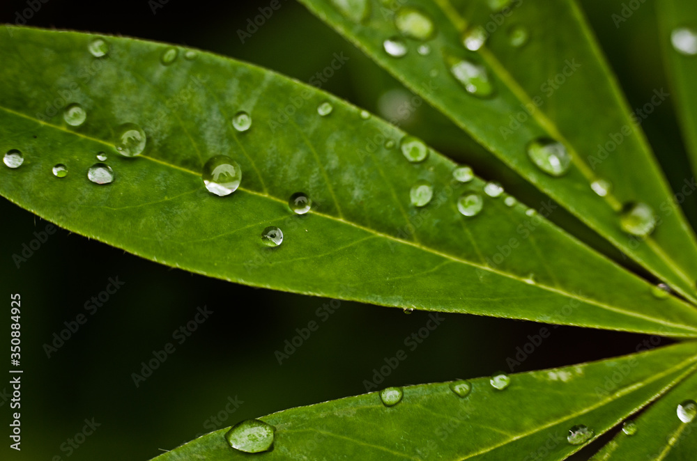 Abstraction growing green leaves on a light background outdoors Abstraction growing green leaves on a light background outdoors