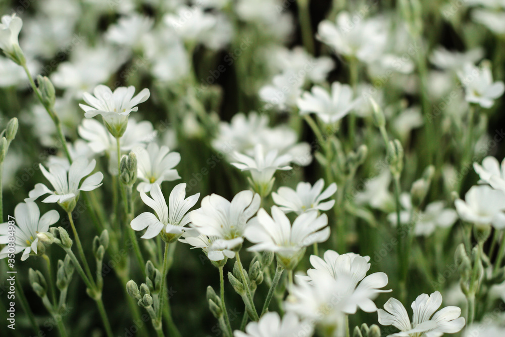 Lots of white flowers. Little flower. The local flowers. Lots of white flowers. Little flower. The local flowers.