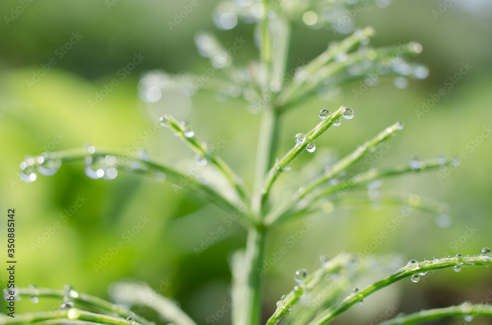 Green horsetail outdoors grows in the morning with dew Green horsetail outdoors grows in the morning with dew