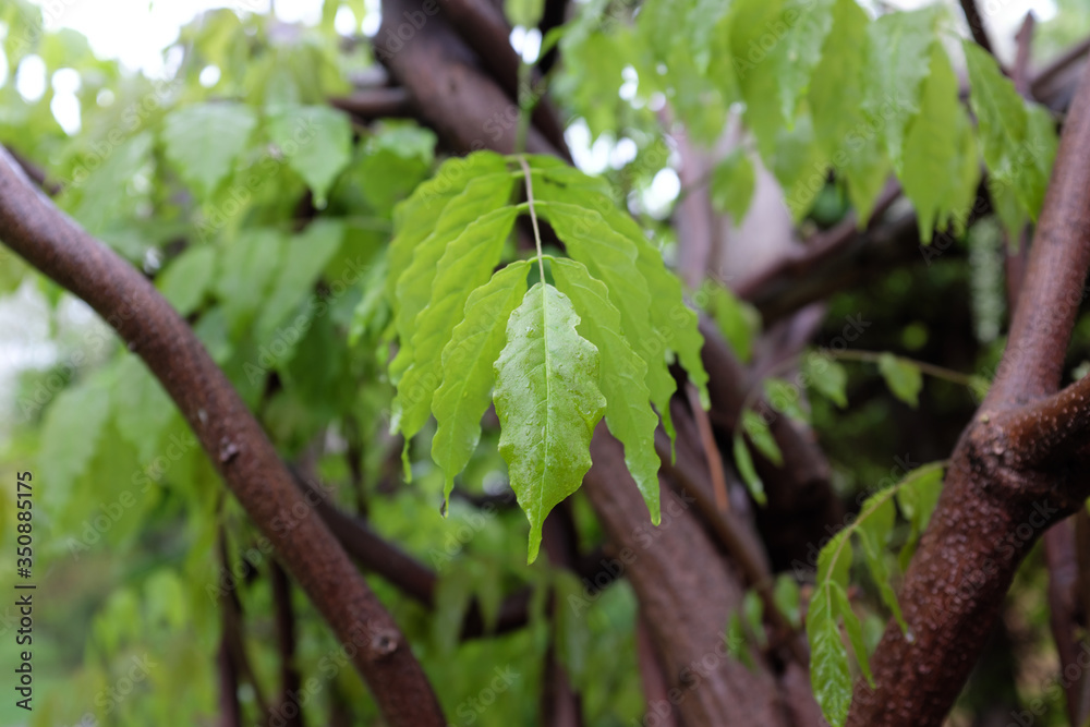 Obraz premium Wisteria sinensis (Silver Prolific), outdoor plants 2020