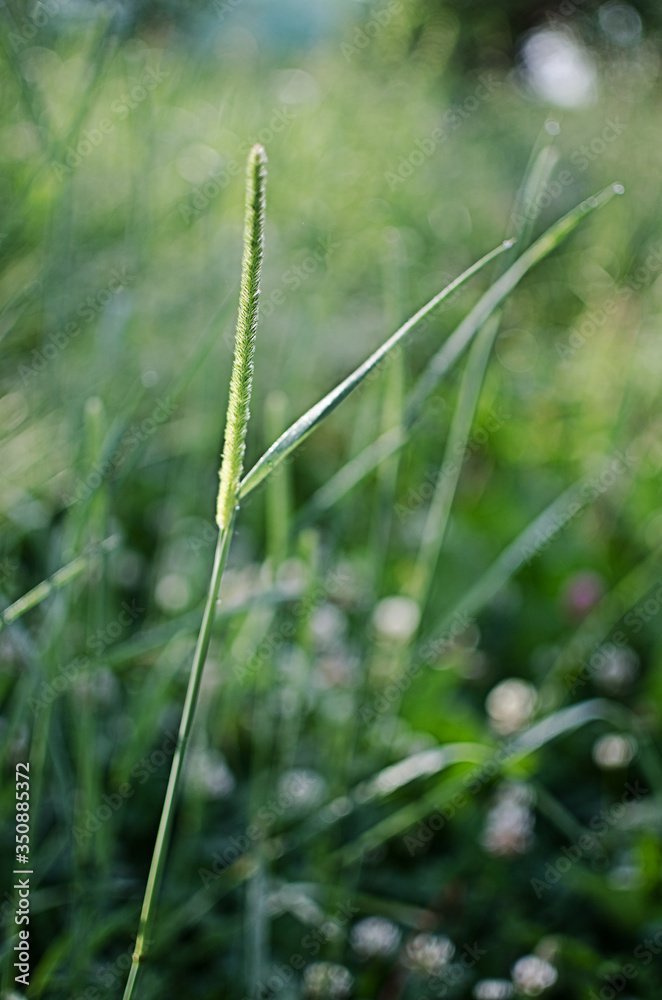 Fresh juicy green grass for summer Fresh juicy green grass for summer
