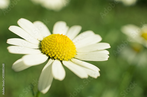 Beautiful fresh daisies bloom outdoors in the field