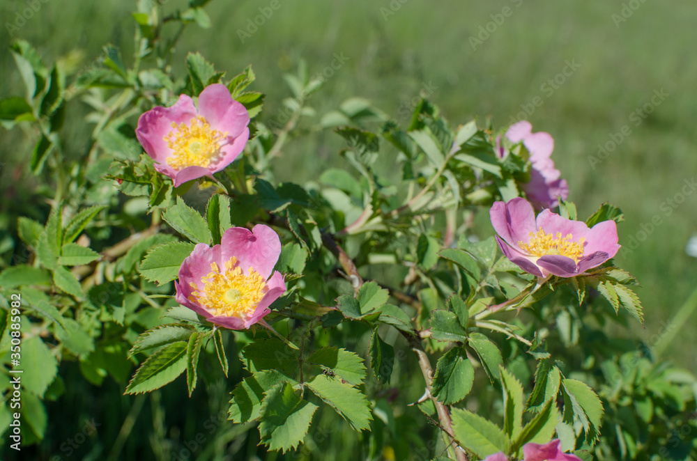 Beautiful fresh roses grow outdoors in the summer Beautiful fresh roses grow outdoors in the summer