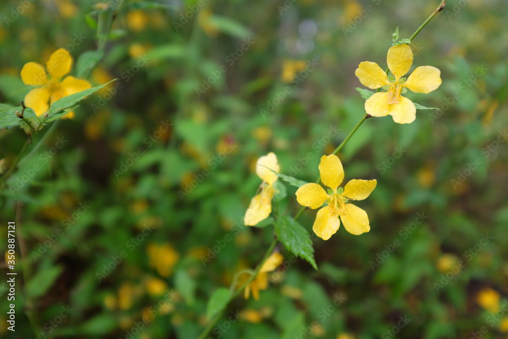 Kerria japonica (Rosaceae), outdoor plants 2020 Kerria japonica (Rosaceae), outdoor plants 2020