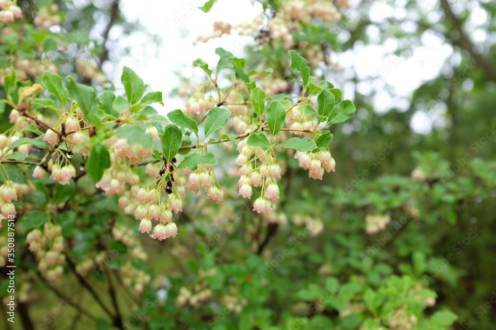 Enkianthus campanulatus (Nichols), outdoor plants 2020