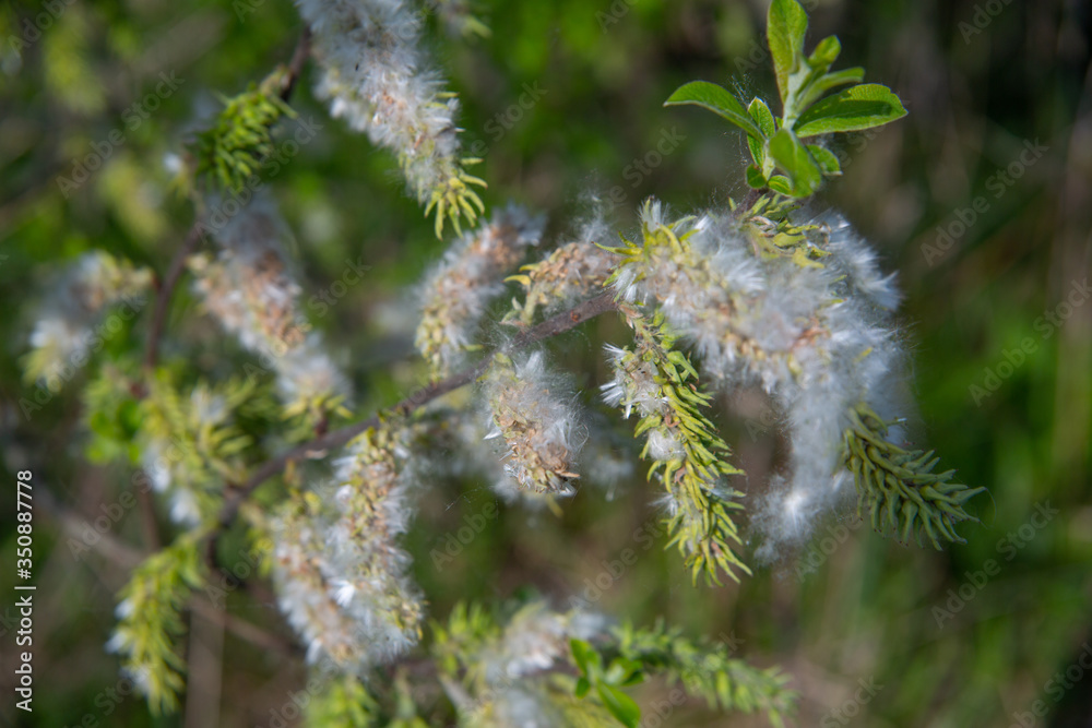 White, fluffy willow flowers cotton wool soft, close up White, fluffy willow flowers cotton wool soft, close up