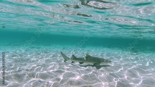 Shark at sea in a very good view water like a pool.